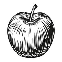 Detailed black and white drawing of an apple with intricate linework vector