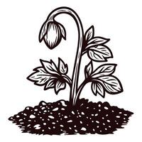 Drooping flower bud in soil with leaves and base, symbolizing growth challenges in nature vector
