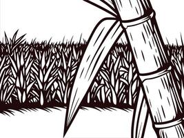 Sugarcane plantation with close up of tall stalks and dense field backdrop vector