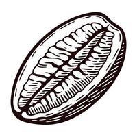 Detailed black and white cocoa bean with intricate texture and contours vector