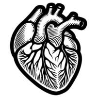 Detailed anatomical of a human heart in black and white vector