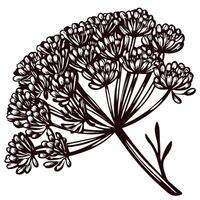 Detailed botanical of flowering plant with intricate bloom patterns vector