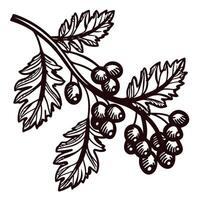 Botanical of berry branch with detailed leaves and clusters vector