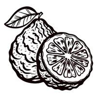 Hand drawn bergamot citrus fruit and leaf design in black and white vector