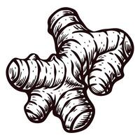 Black and white of ginger root showing detailed texture and shape vector