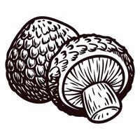 of two whole mushrooms with textured caps and stems in black and white design vector