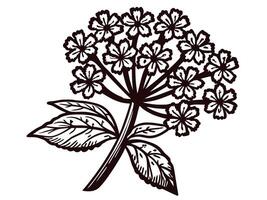 Intricate botanical of flowering plant with leaves in black and white design vector