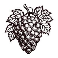 Intricate vintage grapes with leaves in monochrome art design vector