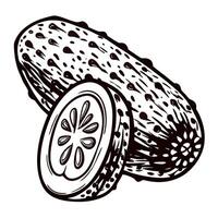 Hand drawn cucumber with detailed slice in monochrome design vector