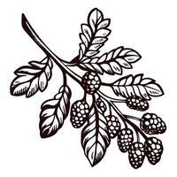 Black and white botanical of a blackberry branch with leaves and berries vector