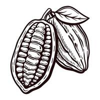 Detailed of cocoa pod with halved view showing seeds vector
