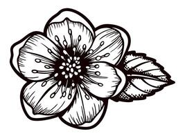 Detailed black and white flower with leaf sketch on white background vector