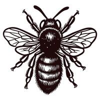 Intricate hand drawn bee showcasing detailed wing patterns and body segmentation vector
