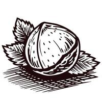Detailed sketch of a walnut with leaves featuring intricate lines and shading vector