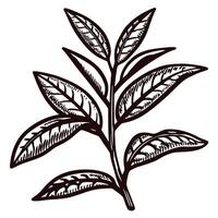 Detailed botanical of tea plant with intricate leaf patterns vector