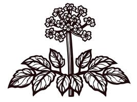 Botanical of a flowering plant with detailed leaves and blossoms vector
