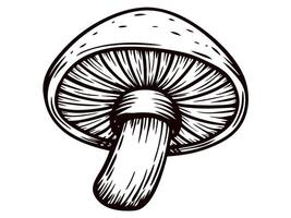 Detailed black and white of a mushroom with visible gills and stem vector