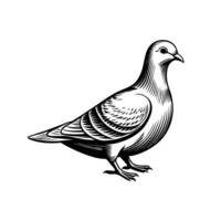 of a detailed black and white pigeon displaying intricate feather patterns in profile view vector