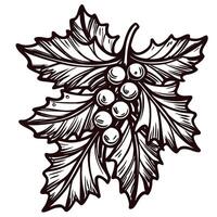 Detailed botanical of grape leaves and clusters in monochrome design vector