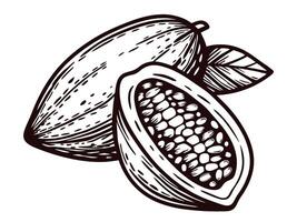 Monochrome of cocoa pod and beans with leaves vector