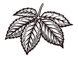 Detailed monochrome of a maple leaf with intricate veins and bold edges in a botanical vector