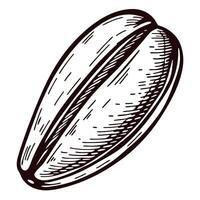 Detailed black and white sketch of a sunflower seed with textured lines vector