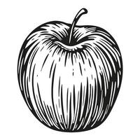 Black and white of a detailed apple drawing with intricate line work vector