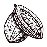 Detailed cocoa pod with opened view showing cocoa beans inside vector