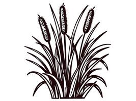 Sketch of cattail plants with distinct leaves and seed heads on white background vector