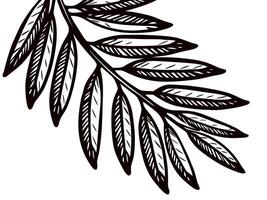 Intricate black and white botanical of a leafy fern branch on a white background vector