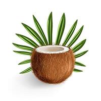 Hand drawn coconut with coconut leaf vector