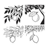 Fresh lemons on the tree vector