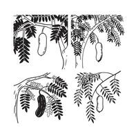 tamarind and leaf on the tree vector