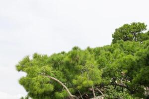 Dense Pine Tree Branches in Daylight photo