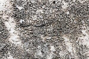 Weathered Fossil Limestone with Cracks and Pores photo
