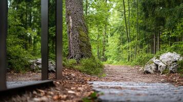 Abstracted pathway through a lush forest viewed through a gate's frame photo