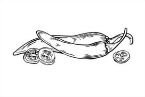 pepper pods line art illustration painted by black inks. Whole and slices of jalapeno, cayenne, chili realistic sketch. Vegetable for spicy food packaging, cookbook graphics, hot sauce labels vector