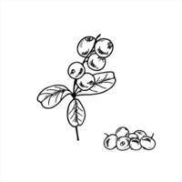 Cranberries on branches with leaves and single berries isolated illustration painted by black inks. Etching drawing of Nordic wild berries for eco friendly packaging, organic food branding. vector