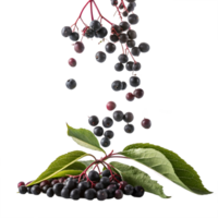 Falling Elderberries on Transparent Background png
