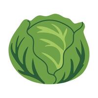 A green cabbage is shown in the image. The cabbage is the main focus of the image and is surrounded by a white background. The image has a simple and clean look vector