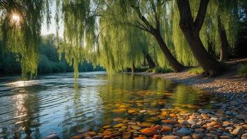 River Scene with Weeping Willow Trees and Sunlight Reflection on Water photo