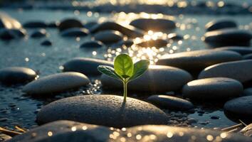 Green Sprout Growing on Stone Beach Shoreline with Golden Light photo