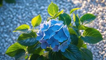 Blue Hydrangea Flower Blooming with Green Leaves in Garden Setting photo