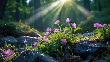Blooming Purple Flowers in Forest Sunlight with Dew on Rocks photo