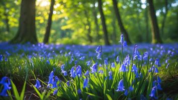 Bluebells Blooming in Woodland Sunlight Creating a Tranquil Forest Scene photo