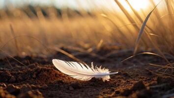 White Feather Resting on Soil in Field at Sunset Golden Hour photo