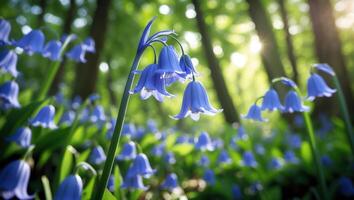 Blooming Bluebell Flowers in a Forest with Sunlight Streaming Through Trees photo