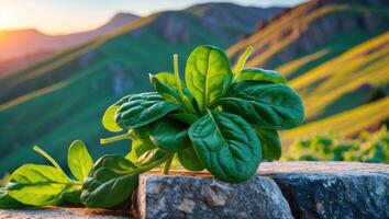 Fresh Spinach Displayed on Stone Slab with Rolling Hills Backdrop photo