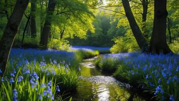 Flowing Stream Through Forest with Bluebells in a Spring Meadow photo