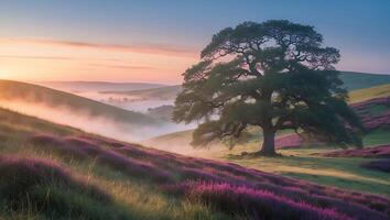 Tree in Field with Purple Flowers at Sunset photo